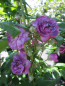 Preview: Kletterrose Rosemarie Viaud